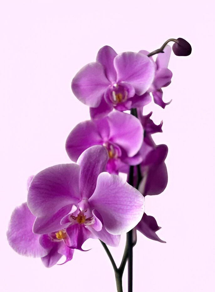 Orchids