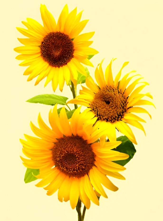Sun Flowers