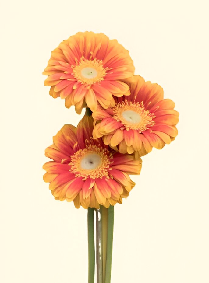 Gerberas